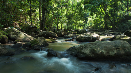 Naklejka na ściany i meble Evergreen forest with stream flowing