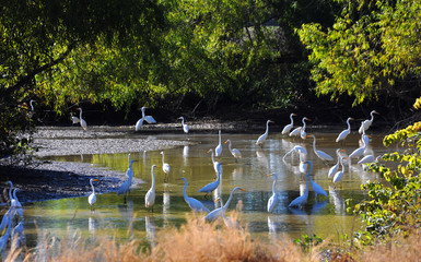 Creek Full of Heron