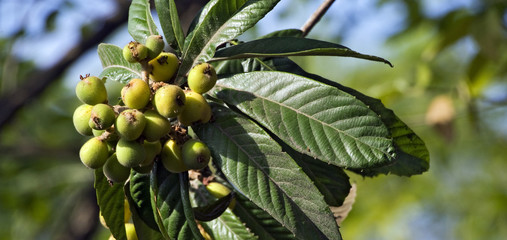 Loquat tree with mature fruits