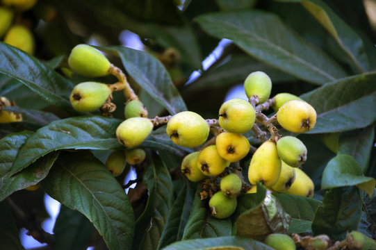 Loquat tree with mature fruits