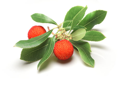 corbezzolo su sfondo bianco