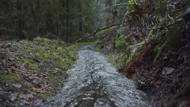 Small stream flowing quickly through the woods. Shallow depth of field, focus on the immediate foreground. Moran State Park, Orcas Island, San Juan Islands, Washington State, USA.