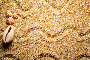 sand decorate with seashell