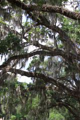 Fototapeta premium moss covered tree