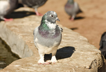 Pigeon standing on a wall, isolated, closeup.