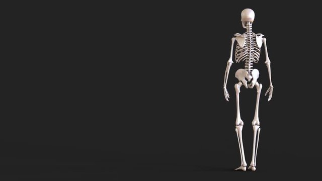 Plastic glossy layout of the human skeleton. Skeleton on black background. 3d illustration. 3d rendering.