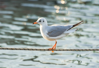 Seagull standing on a rope in marina.