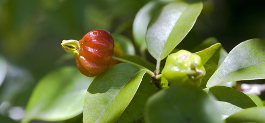 Surinam cherry or pitanga tree with fruits