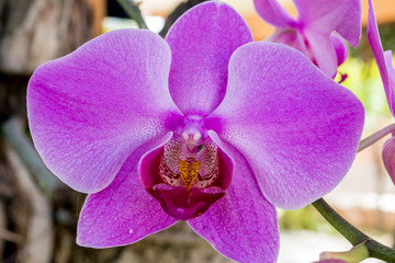orquídea color lila, Cattleya lueddemanniana