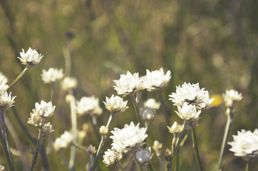White Everlasting daisies growing in the countryside, NSW, Australia.
