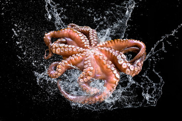 Octopus seafruit © CorinaDanielaObertas