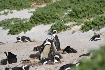 Colony of Penguins lying on Atlantic beach