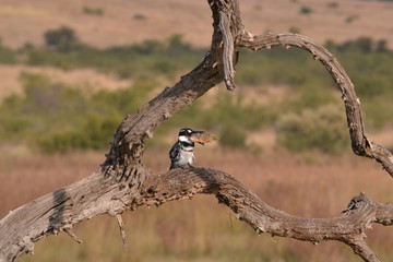 Bird or King Fisher catching fish
