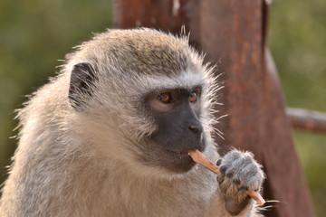 Monkey eating sugar
