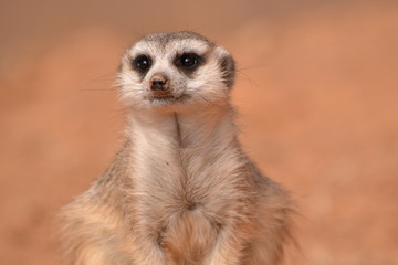 Fototapeta premium closed up Standing Meerkat 