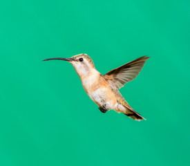 Lucifer hummingbird female. The tiny, vividly purple-throated Lucifer Hummingbird is mainly a species of northern Mexico and central Mexico. 