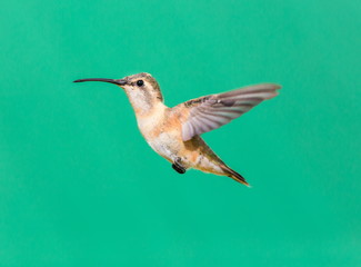 Lucifer hummingbird female. The tiny, vividly purple-throated Lucifer Hummingbird is mainly a species of northern Mexico and central Mexico. 