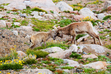 Baby Bighorn Sheep Playing on Mount Evans