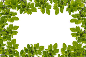 Obraz premium Frame of leaves on white
