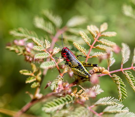 Painted grasshopper or horse lubber grasshoppers, are found in the grasslands of central Mexico. Grasshoppers of Mexico.