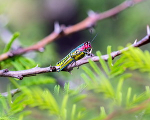 Painted grasshopper or horse lubber grasshoppers, are found in the grasslands of central Mexico. 