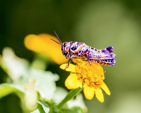 Painted grasshopper or horse lubber grasshoppers, are found in the grasslands of central Mexico. 