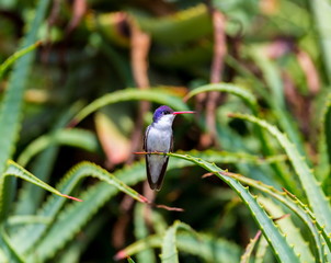 Violet Crowned Hummingbird. Using different backgrounds the bird becomes more interesting and blends with the colors. These birds are native to Mexico and brighten up most gardens where flowers bloom.