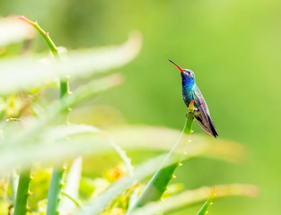 Broad Billed Hummingbird. Using different backgrounds the bird becomes more interesting and blends with the colors. These birds are native to Mexico and brighten up most gardens where flowers bloom.
