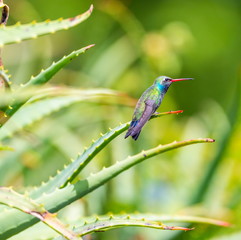 Broad Billed Hummingbird. Using different backgrounds the bird becomes more interesting and blends with the colors. These birds are native to Mexico and brighten up most gardens where flowers bloom.