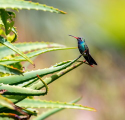 Broad Billed Hummingbird. Using different backgrounds the bird becomes more interesting and blends with the colors. These birds are native to Mexico and brighten up most gardens where flowers bloom.