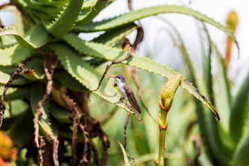 Violet Crowned Hummingbird. Using different backgrounds the bird becomes more interesting and blends with the colors. These birds are native to Mexico and brighten up most gardens where flowers bloom.