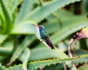 Broad Billed Hummingbird. Using different backgrounds the bird becomes more interesting and blends with the colors. These birds are native to Mexico and brighten up most gardens where flowers bloom.