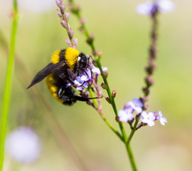 Bee collecting nectar and pollinating wild flowers in the central Mexican countryside.