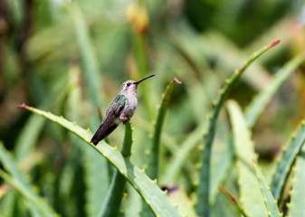 Broad Billed Hummingbird. Using different backgrounds the bird becomes more interesting and blends with the colors. These birds are native to Mexico and brighten up most gardens where flowers bloom.