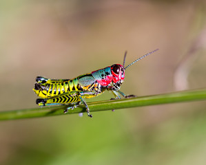 Painted grasshopper or horse lubber grasshoppers, are found in the grasslands of central Mexico. Grasshoppers of Mexico.
