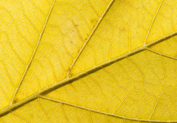 Fall Leaf Close Up 17