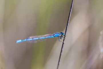 Blue damsel fly in central Mexico. 