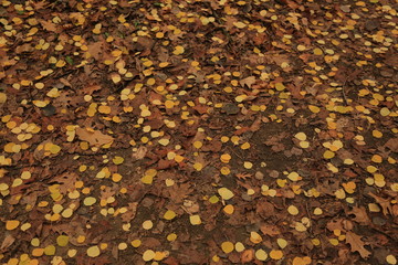Autumn Leaves on the Trail
