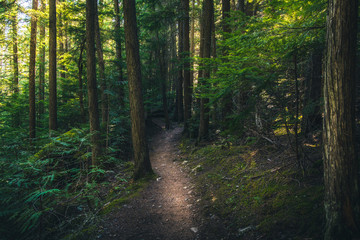 Hiking trail in the forest.