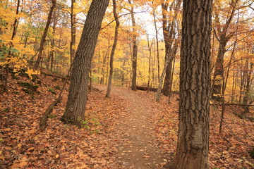 Fototapeta premium Fall Colors in Afton State Park