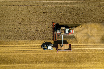 Fototapeta na wymiar Combine working on the wheat field