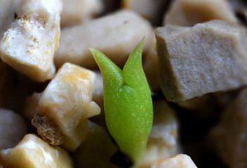 germinazione pianta grassa super macro