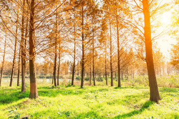 Obraz premium Woods landscape in the fall