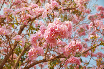Pink trumpet tree or Rosy trumpet tree, Pink tecoma tree on white background.