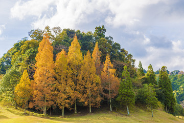 紅葉