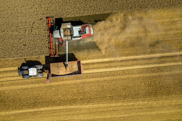 Obraz na płótnie Canvas Combine working on the wheat field