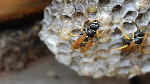 Paper Wasp sitting on nest. Polistes dominulus