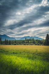 Overcast meadow (portrait) - 127766566