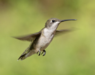 Fototapeta na wymiar Hummingbird HB b20