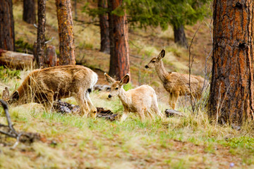 Mule Deer in the Pike National Forest of Colorado